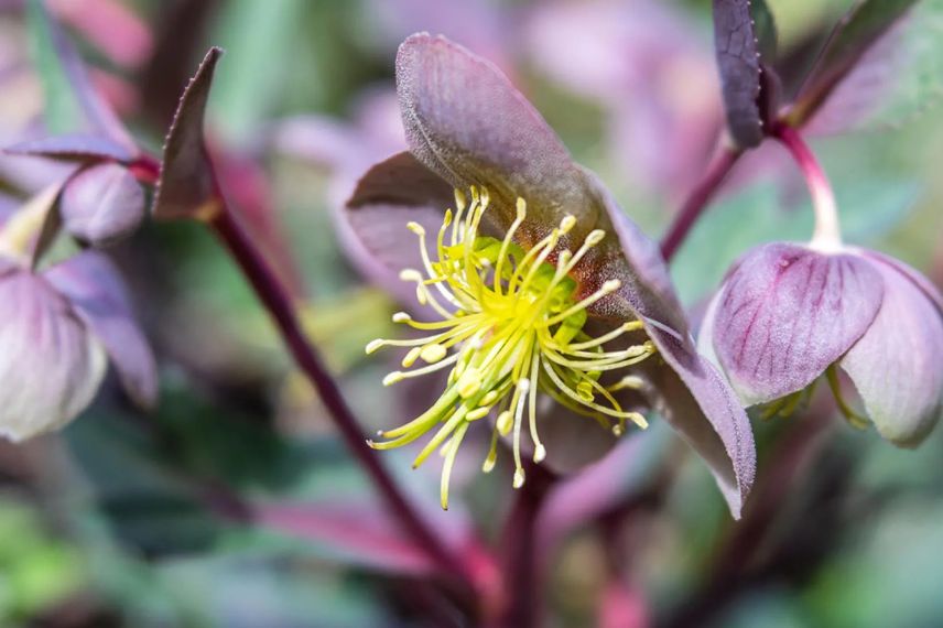 fleurs d'Helleborus lividus