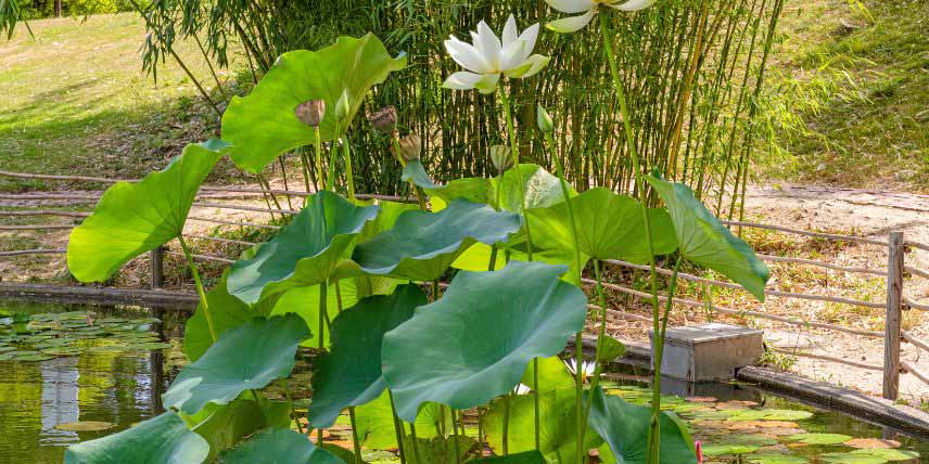 Lotus, Nelumbo planté dans un bassin