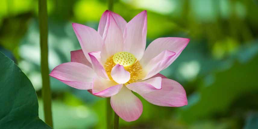 La floraison d'un Lotus ou Nelumbo