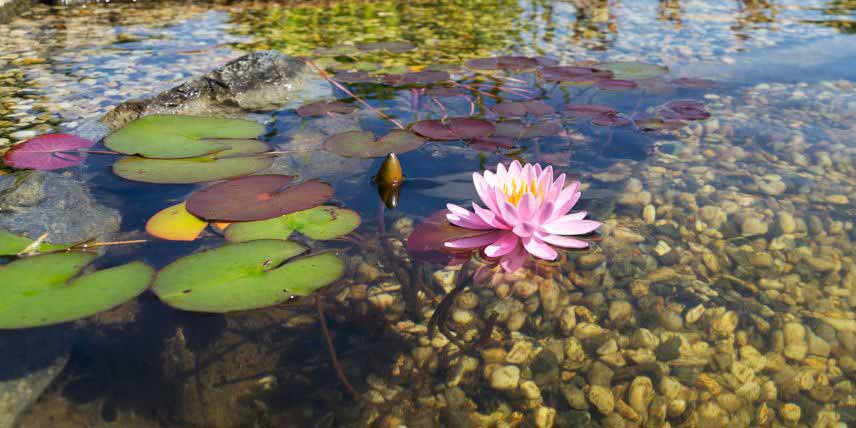 Nenuphar en fleurs dans un bassin