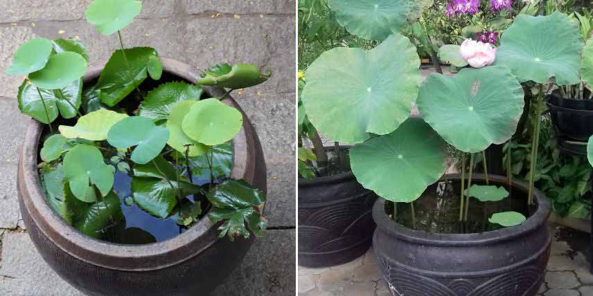 Lotus, Nelumbo cultivé en bac