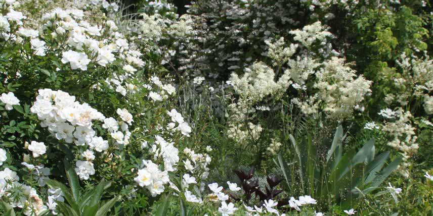 Amenager un jardin blanc argenté