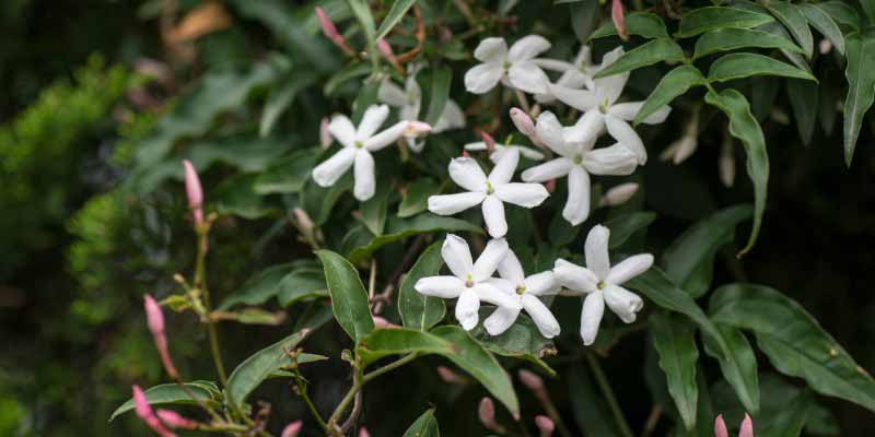 Fleurs de jasmin, Jasminum polyanthum