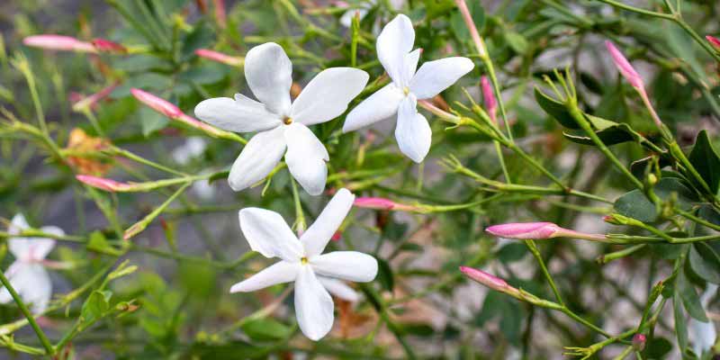 Fleurs de jasmin, Jasminum officinale