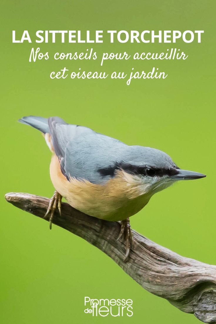 oiseau Sittelle