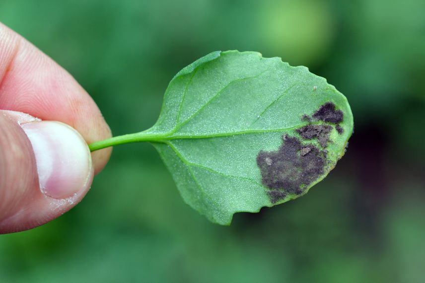 La pourriture grise (Botrytis cinerea)