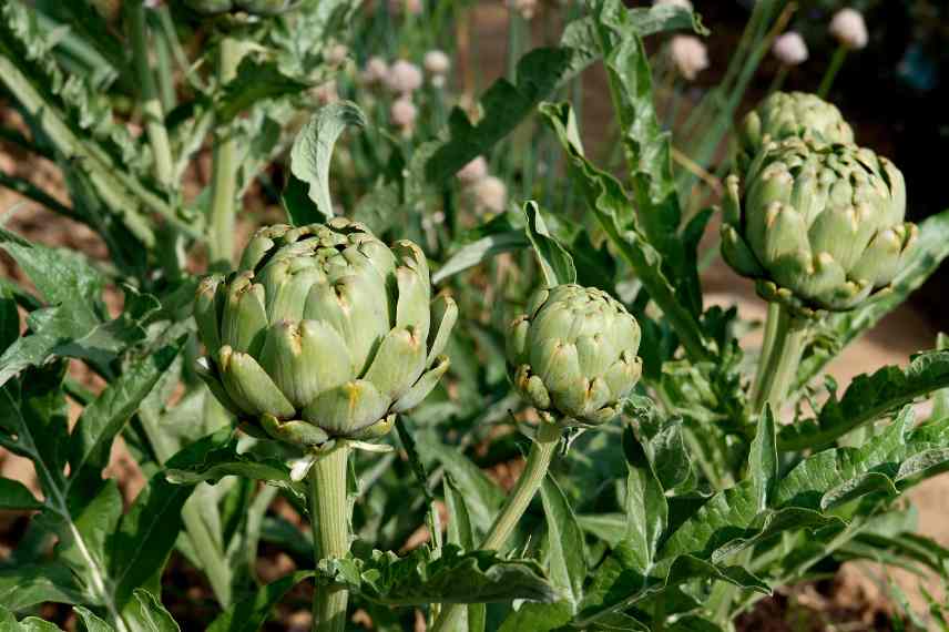 potager facile