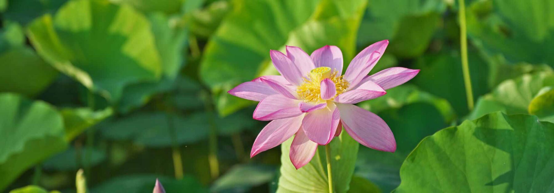 Lotus, Nelumbo : comment le protéger du froid et l'hiverner ?