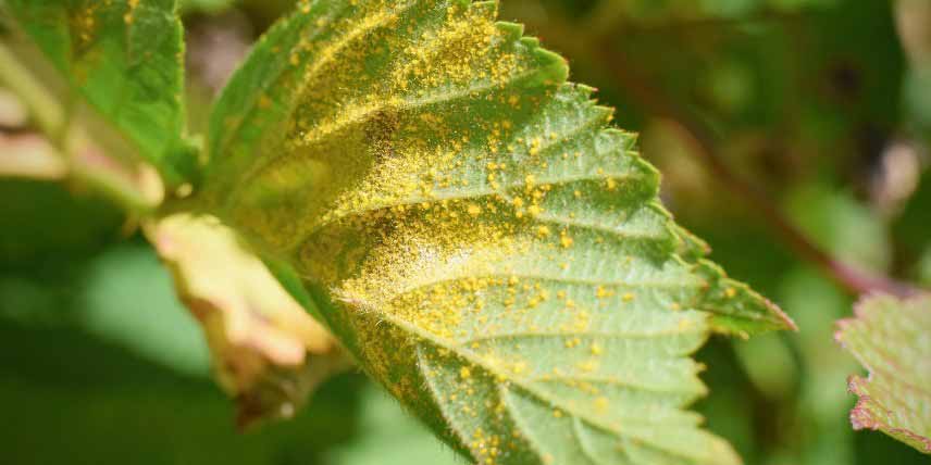 Maladies de l'Akebia, Rouille