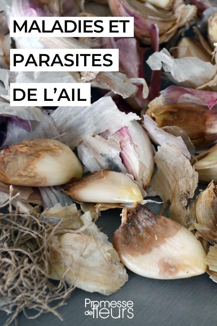 ail maladies et parasites