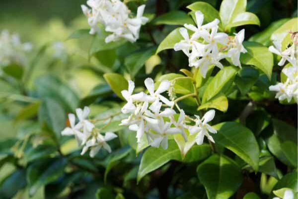 Comment palisser un Jasmin étoilé ?