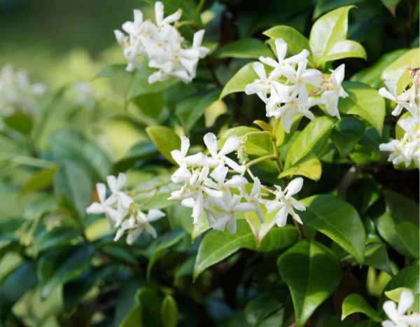 Comment palisser un Jasmin étoilé ?