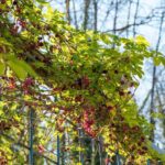 Comment palisser l'Akebia au jardin ?