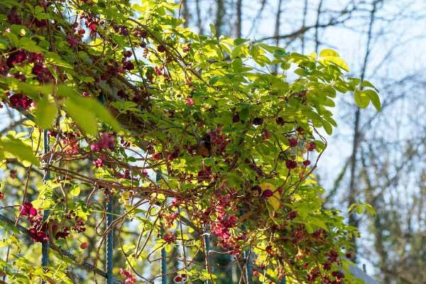 Comment palisser l'Akebia au jardin ?