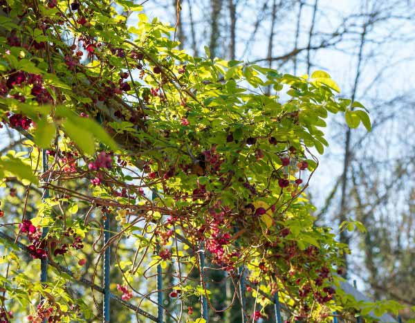 Comment palisser l'Akebia au jardin ?