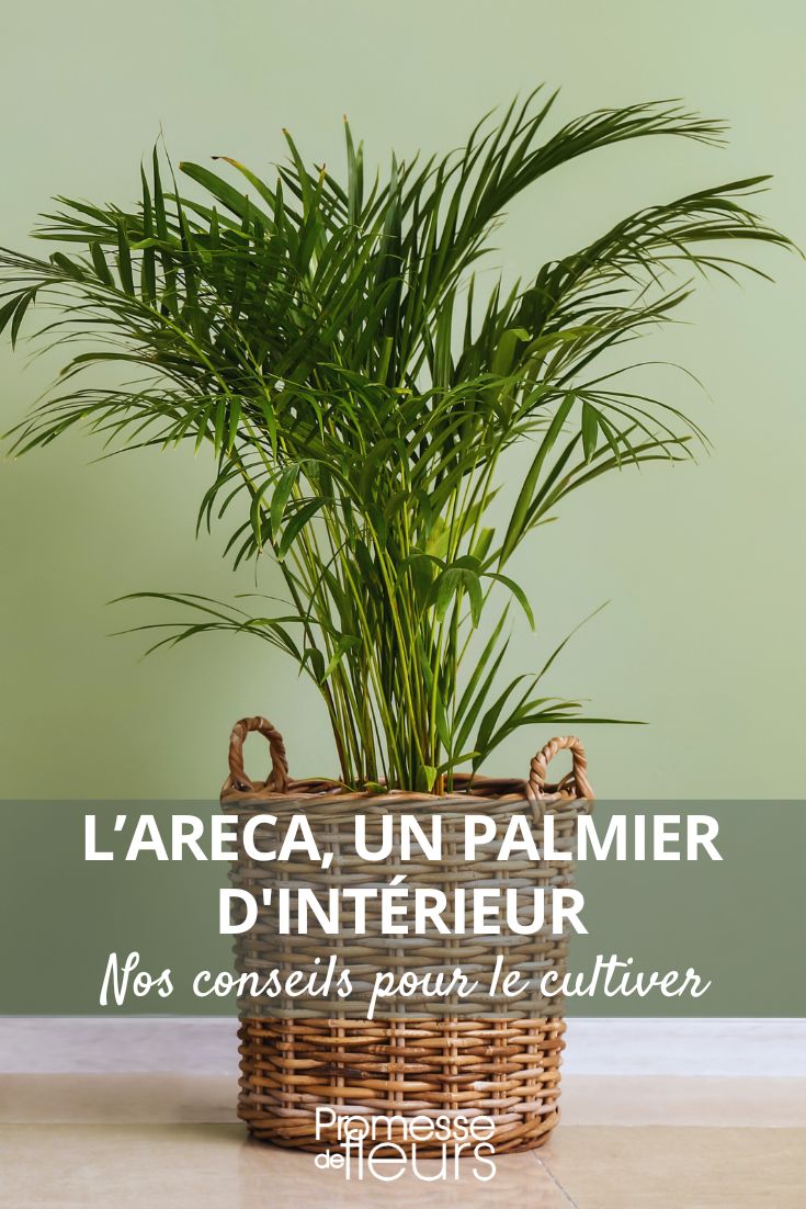 cultiver l'areca le palmier d'intérieur