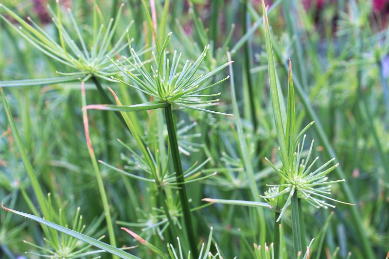 cyperus au jardin