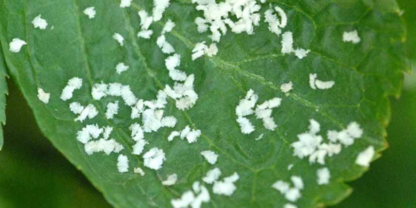 Reconnaitre et traiter les parasites de l'Akebia - Cochenilles