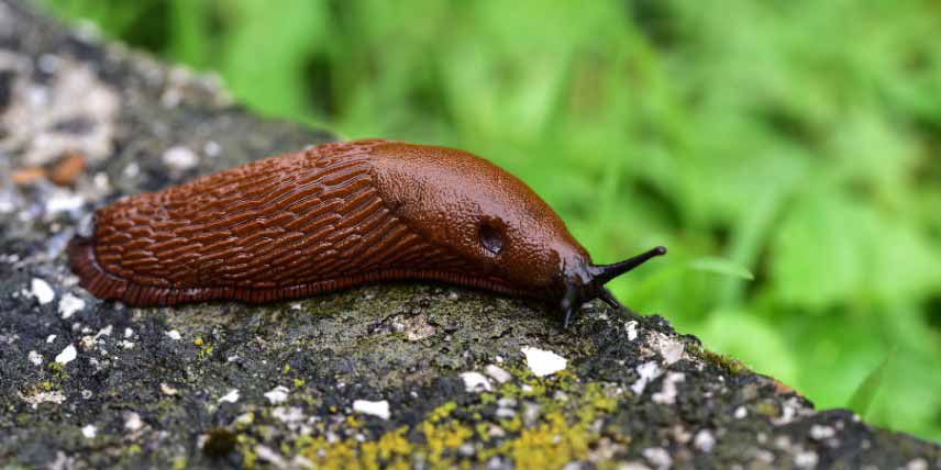 Les parasites de l'Akebia - Limaces