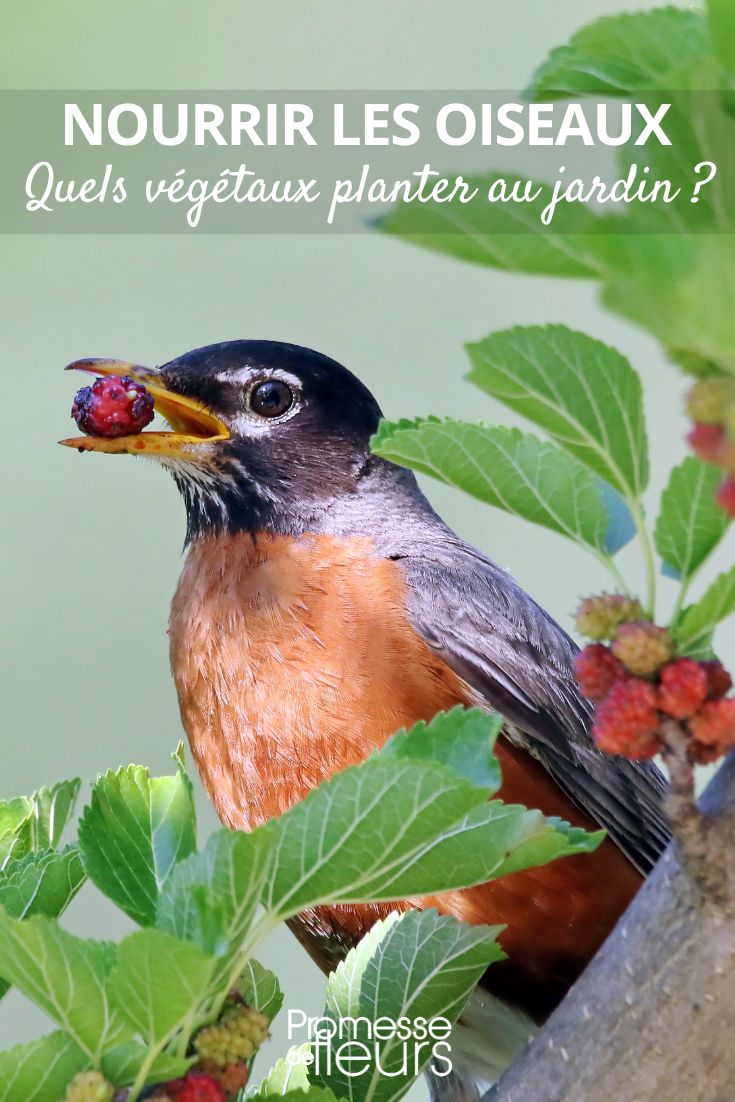 des plantes pour nourrir les oiseaux