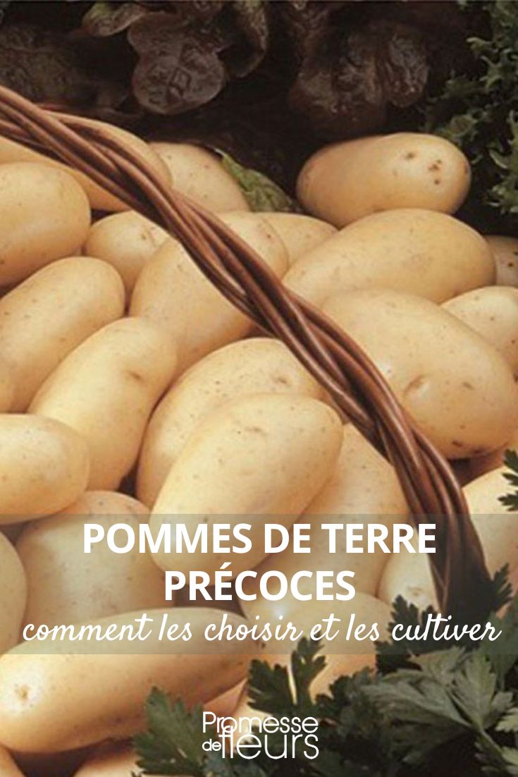 pomme de terre Amandine