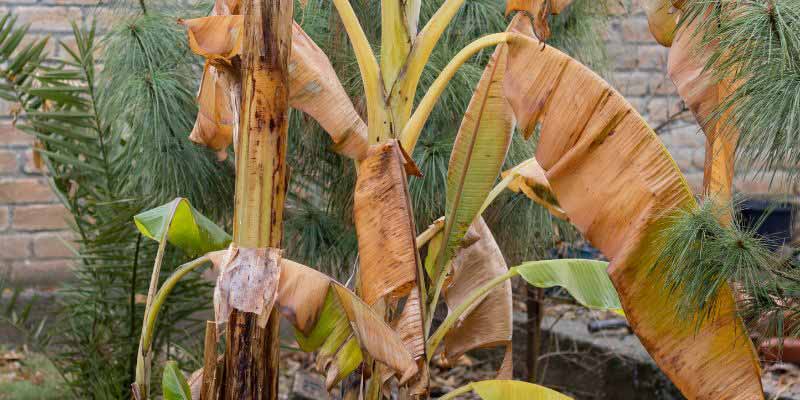 Feuilles mortes de bananier