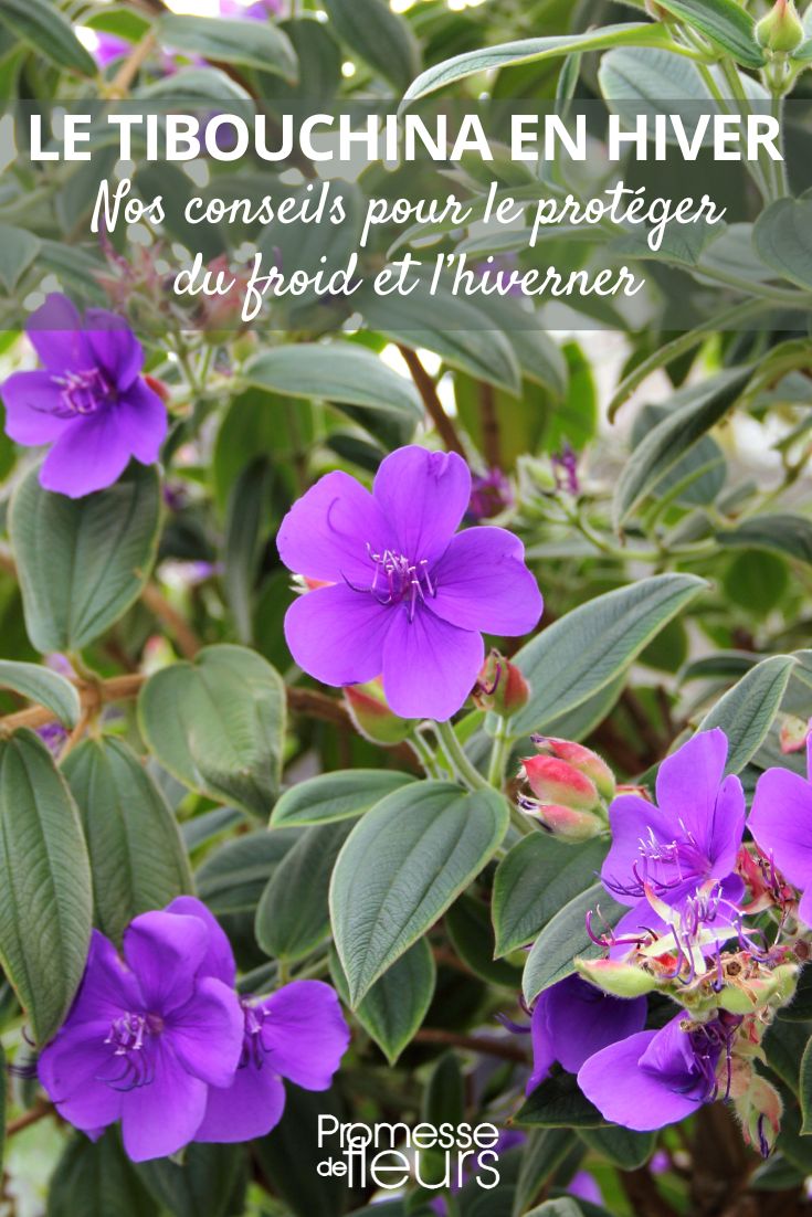 conseils pour hiverner le tibouchina