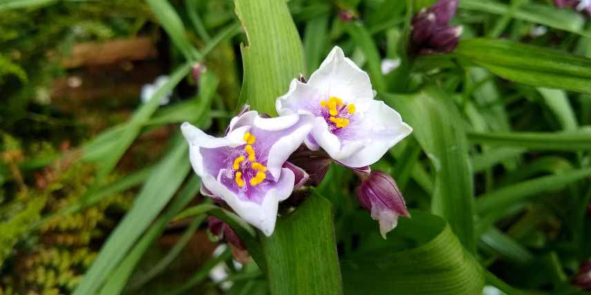 La floraison du Tradescantia 'Bilberry Ice'