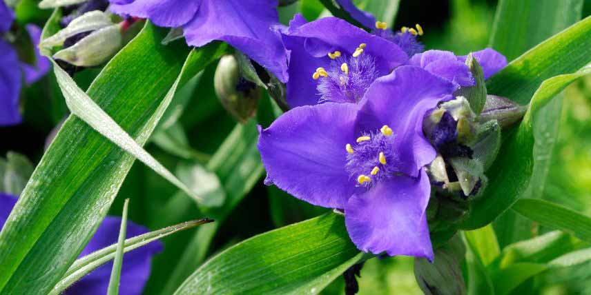 Tradescantia à fleurs bleu violet