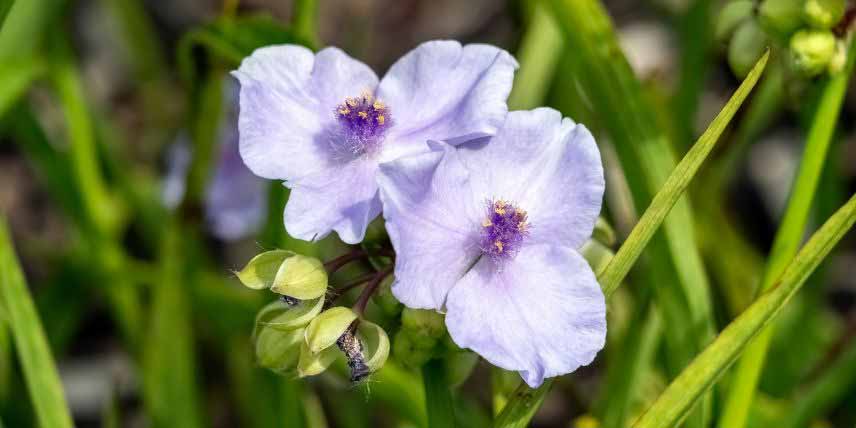 Fleurs mauve pâle de Tradescantia