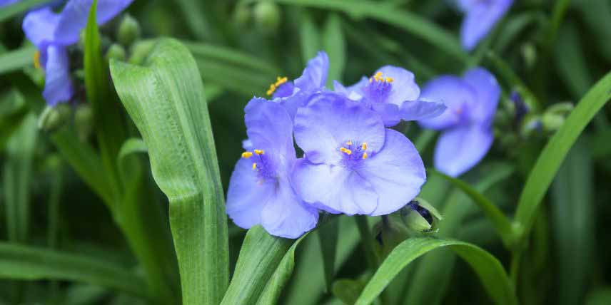 Les fleurs bleu clair du Tradescantia 'Ocean Blue'