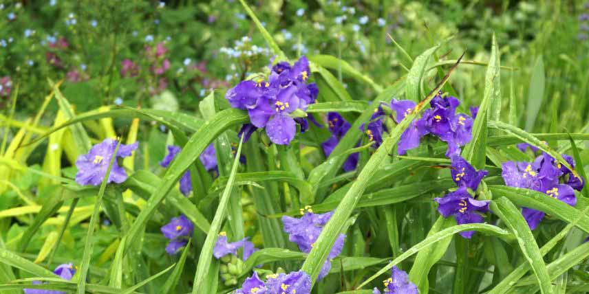 Fleurs bleues de Tradescantia