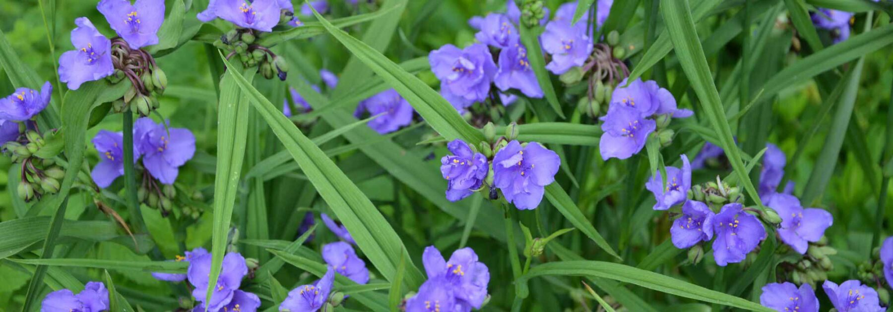 5 tradescantia ou misères à fleurs bleues ou mauves