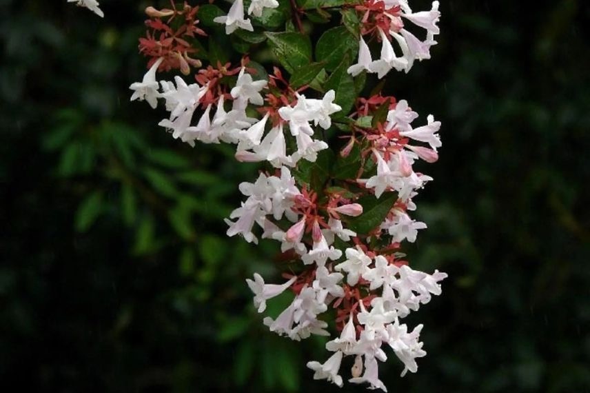 floraison blanche d'abelia