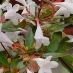 7 Abelias à fleurs blanches pour un jardin lumineux