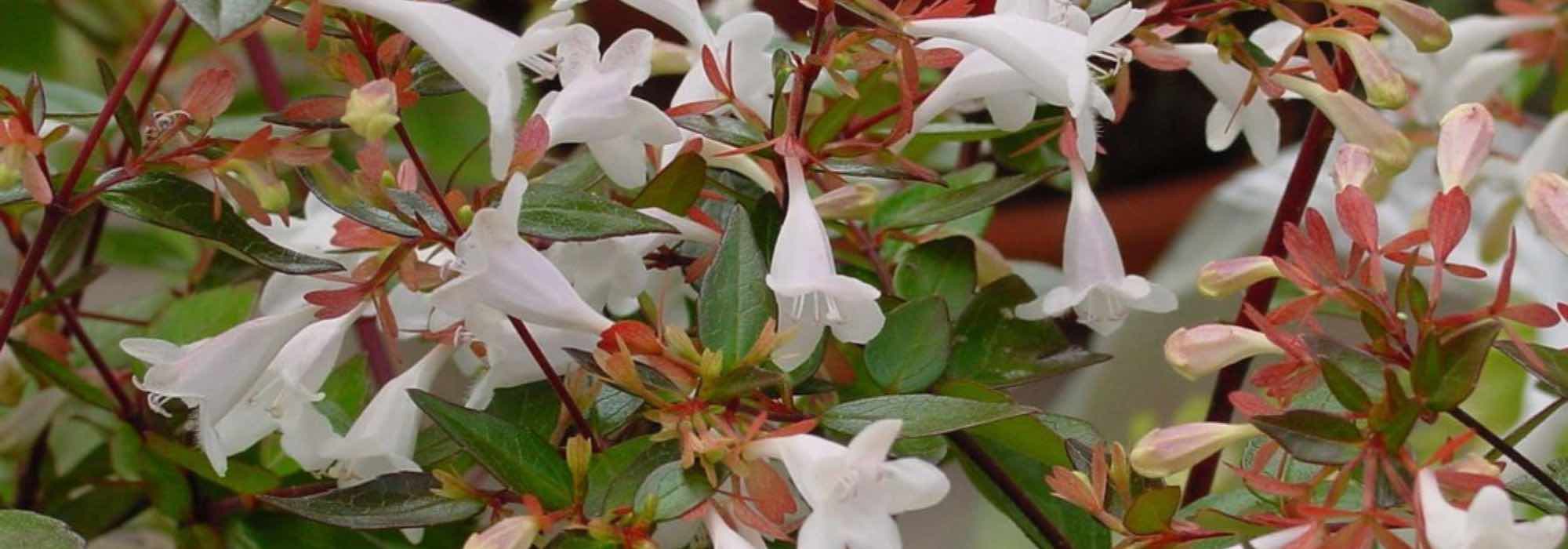 7 Abelias à fleurs blanches pour un jardin lumineux