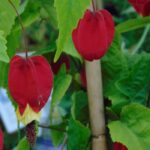 Abutilon : Comment choisir la variété idéale pour votre jardin ou terrasse ?