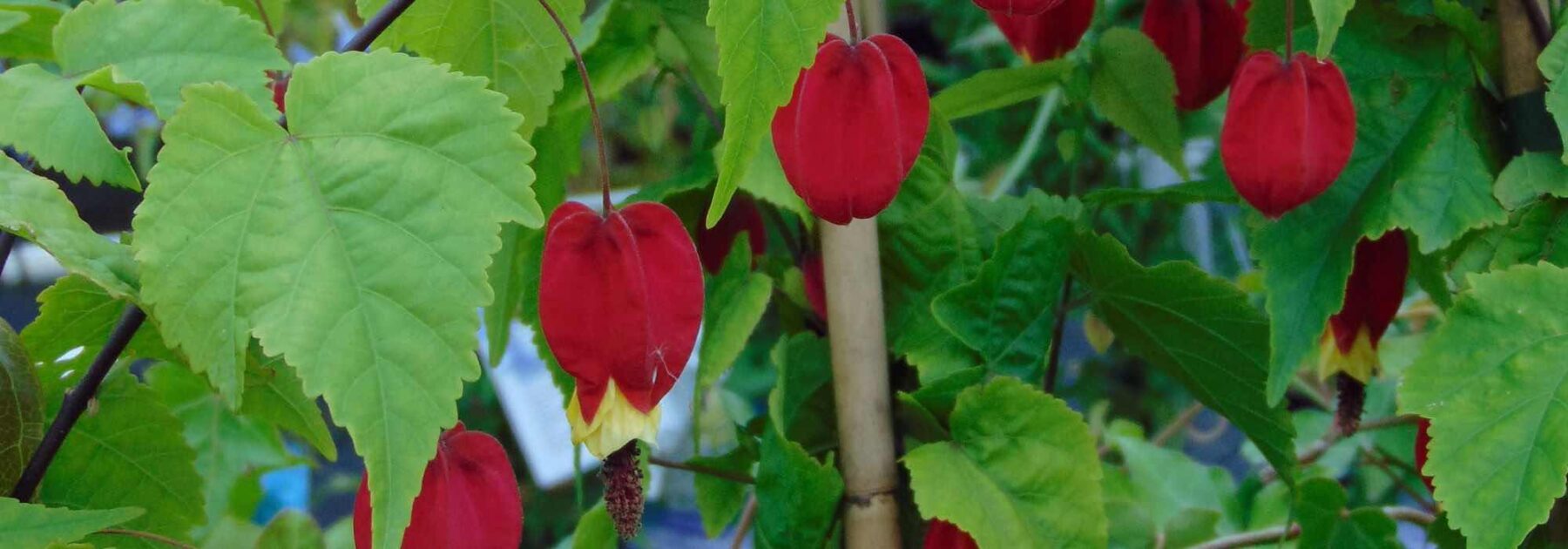 Abutilon : Comment choisir la variété idéale pour votre jardin ou terrasse ?