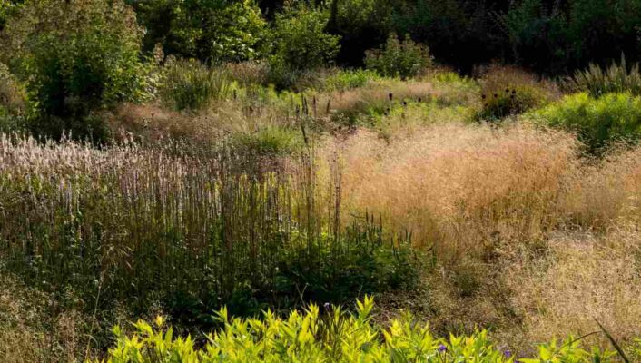 Comment aménager un jardin naturaliste ?