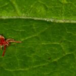 Les aoûtats au jardin : comment les identifier et s'en prémunir ?