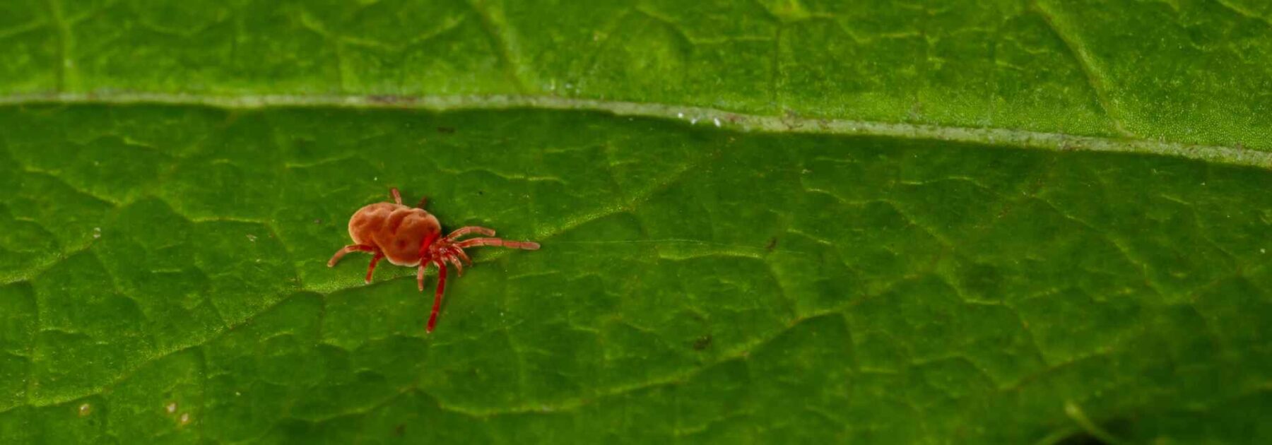 Les aoûtats au jardin : comment les identifier et s'en prémunir ?