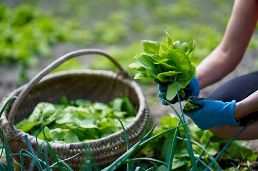 legumes qui se ressement