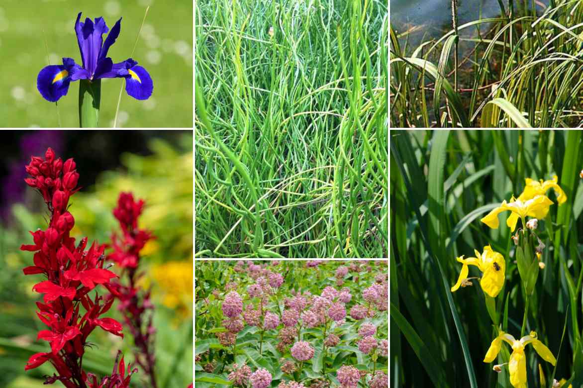 associer le jonc jardin eau