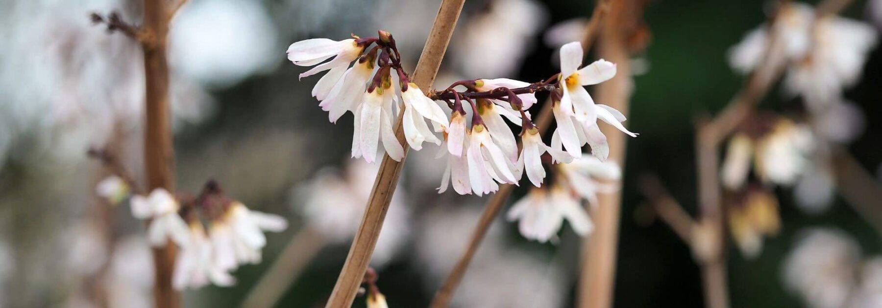 Associer l’Abeliophyllum ou Forsythia blanc de Corée