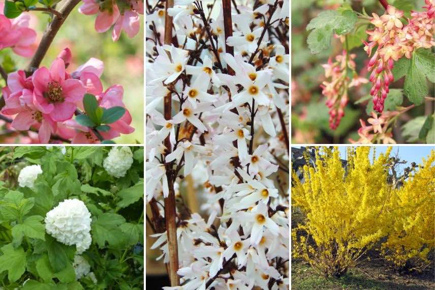 arbustes de haie à floraison de fin d'hiver