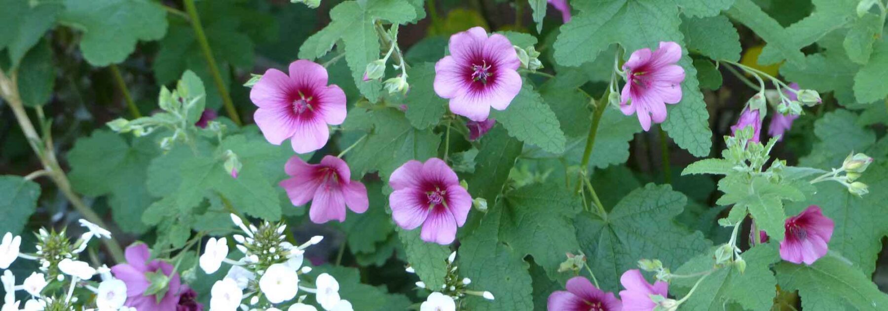 Anisodontea ou Mauve du Cap : des idées d’association pour différents styles de jardin