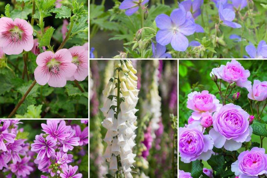 anisodontea en massif romantique