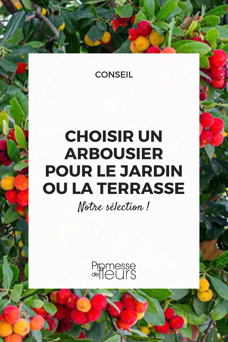 notre sélection d'arbousier