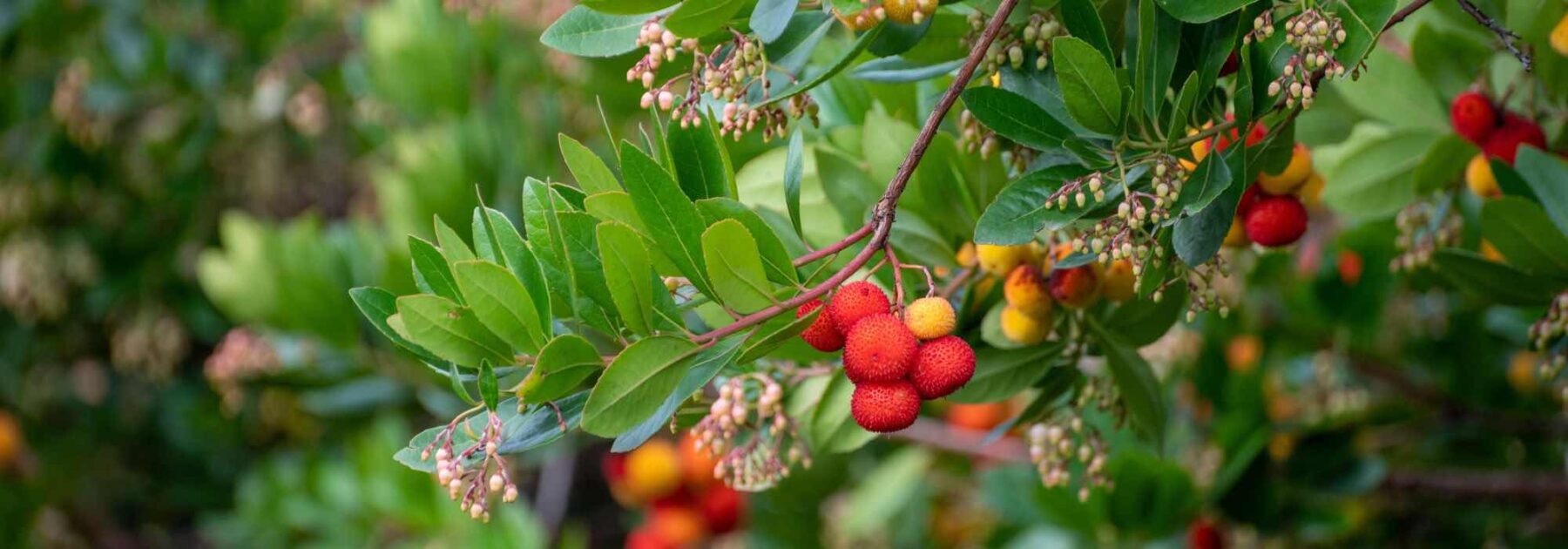 Arbousier : comment choisir la variété idéale ?