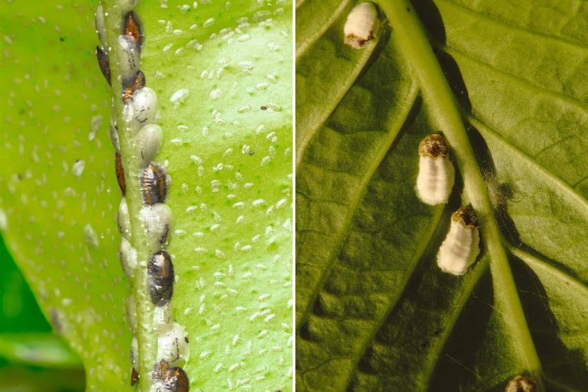 Des cochenilles au revers des feuilles